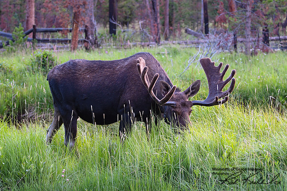 DSC_8367_edited