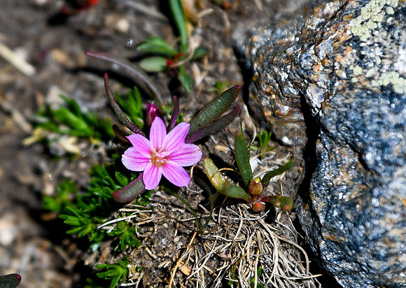DSC_2717-1 - alpine lewisia, dwarf lewisia, dwarf bitterroot