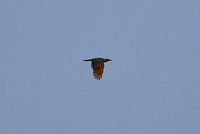 DSC_3840_edited