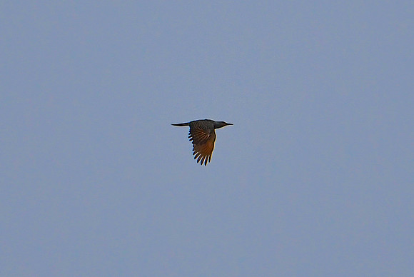 DSC_3840_edited