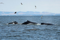 DSC_7698_edited