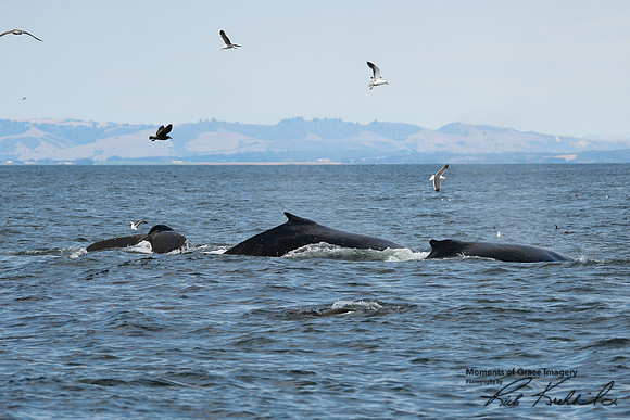 DSC_7698_edited