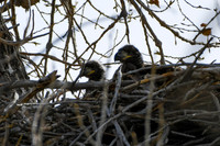 DSC_4513_edited