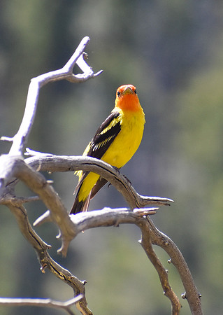 DSC_0546_edited - MK - Western Tanager