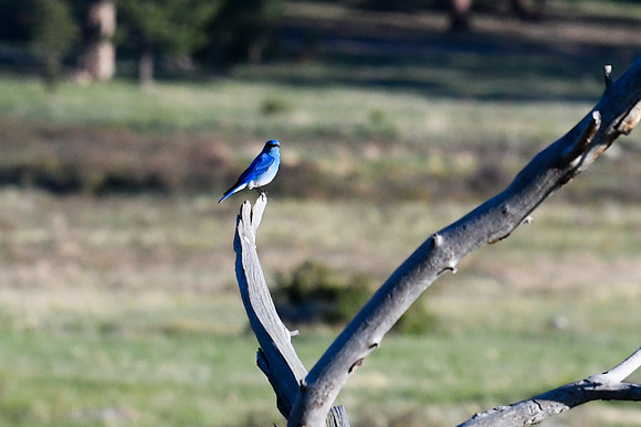 DSC_7701_edited - Mountain Bluebird (Male)
