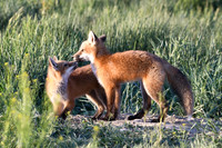 DSC_5437_edited