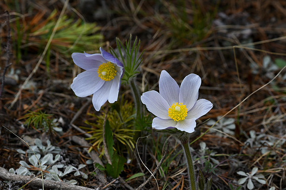 DSC_6652 - Pasque flower_edited