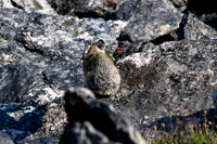 DSC_5535_edited - This is how my luck was with the pika - although Max had an epic day!!