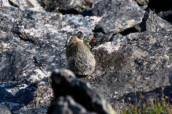 DSC_5535_edited - This is how my luck was with the pika - although Max had an epic day!!