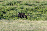 DSC_1794_edited - Bull Moose in the willows