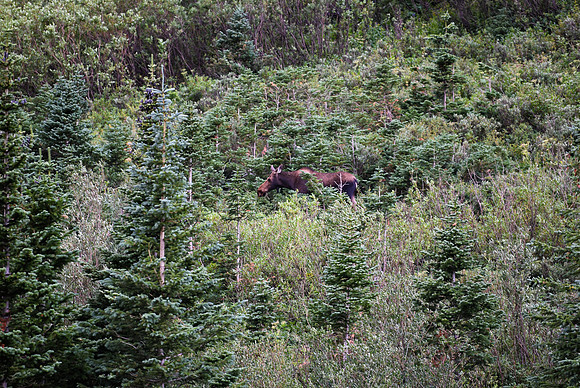 DSC_4741_edited - Pretty cow moose in the willows.