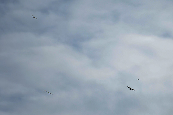 DSC_3927_edited
