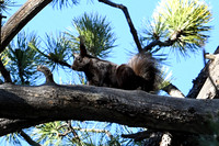 DSC_7694_edited  Abert's Squirrel