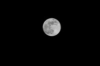 DSC_4379-Nikon D500, 500mm, f11, ISO 100, shutter 640, hand-held.