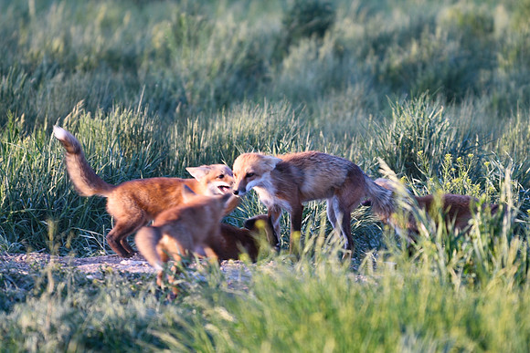 DSC_5721_edited - Mama Fox or Vixen - arrives at the den with dinner.