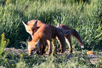DSC_5291_edited