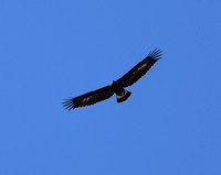 DSC_1880_edited - 10x8 - Golden Eagle - 02/21/2021