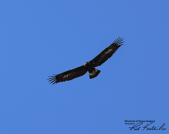 DSC_1880_edited - 10x8 - Golden Eagle - 02/21/2021