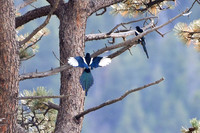 DSC_0642 - 2023-09-30_edited - Black-billed Magpie in the Ponderosa