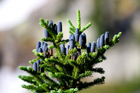 DSC_0519_edited - Sub-alpine Fir