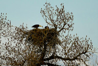 DSC_4619_edited_edited
