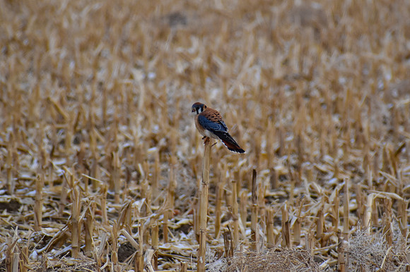 DSC_0644-MX_edited
