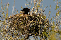 2025-04-24 - Bald Eagle Chick(s)