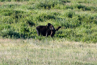 DSC_1791_edited - Bull Moose in the willows