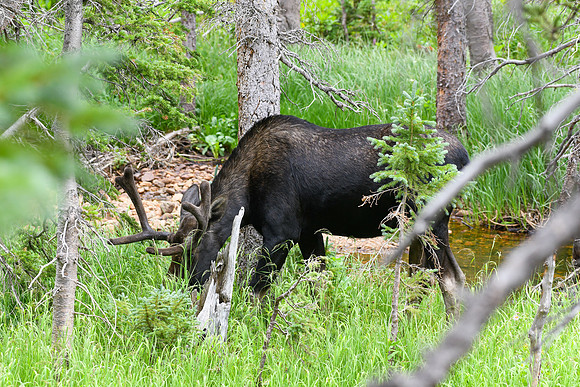 DSC_5019_edited - Young Bull Moose grazing in the dense timber.