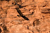 DSC_6619_edited-1