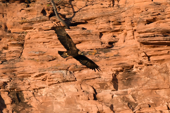 DSC_6619_edited-1
