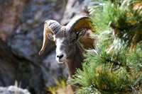 DSC_0586_edited - I see you!  Young Big Horn Ram - 2023-09-30