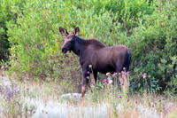 DSC_5408_edited - Young of the year moose calf.