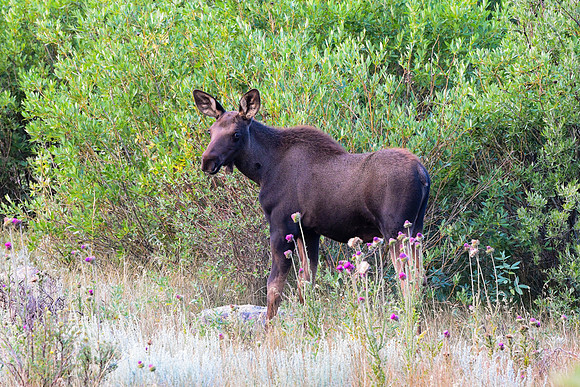 DSC_5408_edited - Young of the year moose calf.