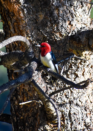 DSC_0267_edited - MX - Red-headed Woodpecker