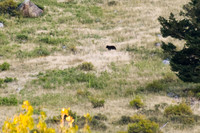 2023-09-09 - DSC_0776_edited-1-GK -Black Bear