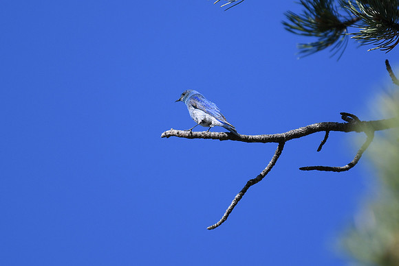 DSC_2439_edited - Mountain Bluebird under Bluebird skys.