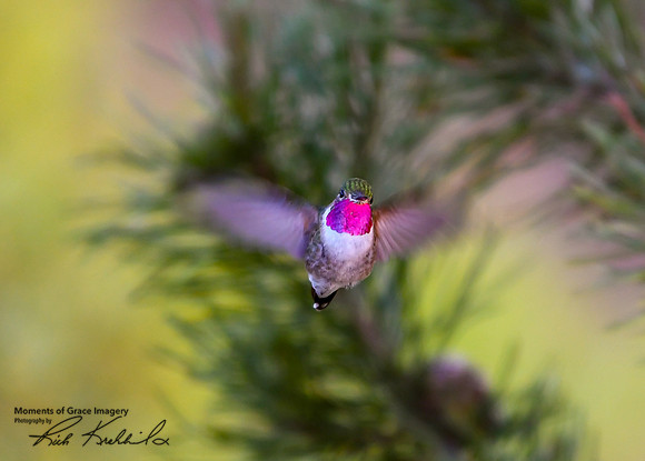 DSC_4460_edited_edited