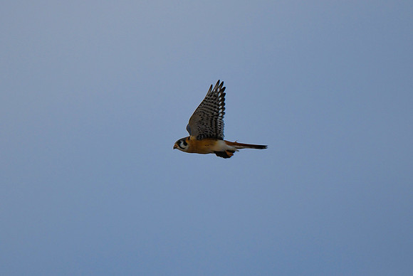 DSC_4278_edited