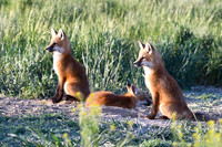 DSC_5301_edited