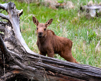 2019-06-07 - RMNP - Babies