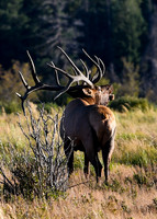DSC_4842_edited_edited