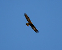 2025-04-19 - Golden Eagle Nest Discovery Day - plus RMNP fun - Abert's squirrel