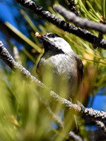 DSC_0019_edited - Mountain Chickadee