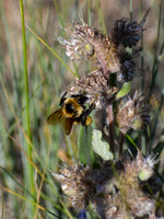 DSC_0034_edited