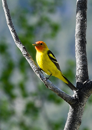 DSC_7236_edited - Western Tanager (Male)