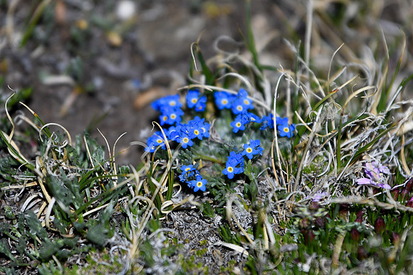 DSC_2705_edited - Alpine forget-me-nots
