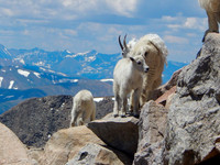 2017-07-16 Mountain Goats_edited