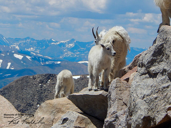 2017-07-16 Mountain Goats_edited
