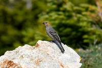 DSC_1588 - Pine Grosbeak - Female_edited